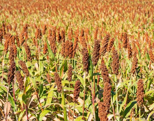 Sorghum